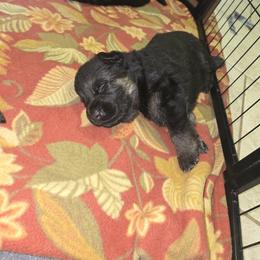 German Shepherd Puppies from Hughes shepherds