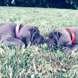 Neapolitan Mastiff Puppies from Unique Uprisings