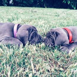 Neapolitan Mastiff Puppies from Unique Uprisings