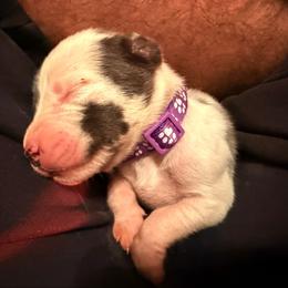 Purple Collar - Harlequin female Great Dane puppy in Carencro, Louisiana from Halsey Danes