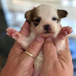 Boy 1 - Red white and sable male Papillon puppy in Surprise, Arizona from Papillons in Arizona