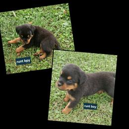 Boy 2 - Black and mahogany male Rottweiler puppy in De Witt, Iowa from Irish Eyes Kennels