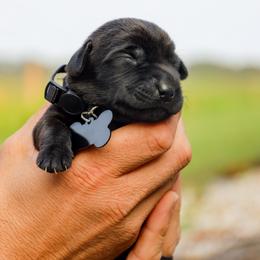 Black Boy - Black male Labrador Retriever puppy in Linville, Virginia from Virginia Labradors