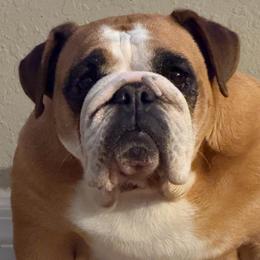 Reba - Bulldog