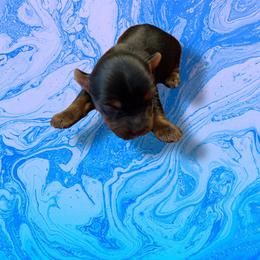 Blue - Black and tan male Yorkshire Terrier puppy in Pomona, California from Lunio's Yorkies