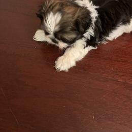 Shih Tzu Puppies from Judy's Shih Tzus