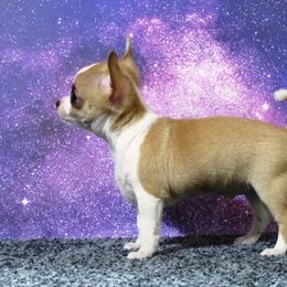Chihuahua Puppies from Dynasty Farms AKC Chihuahuas