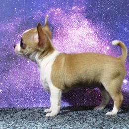 Chihuahua Puppies from Dynasty Farms AKC Chihuahuas