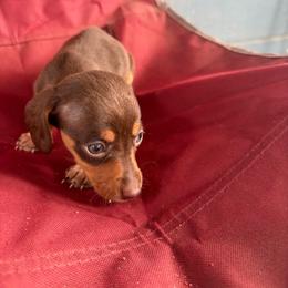 Reeses - Chocolate and tan male Dachshund puppy in Conroe, Texas from Dots Dachshunds