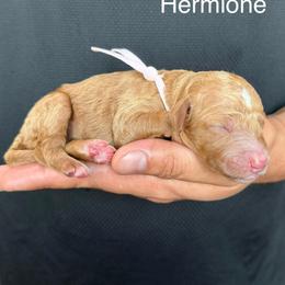 Hermione - Red  female Goldendoodle puppy in Conroe, Texas from Tails of Cypress