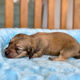 Olive - Cream female Dachshund puppy in Crestview, Florida from Neverending Dachies