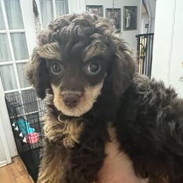 Chino - Phantom male Poodle puppy in Winter Haven, Florida from Herdez’s Poodles