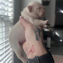 Hermes - White male French Bulldog puppy in Porter, Texas from Red Label Frenchies