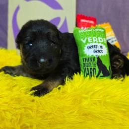 Queso (Brown Collar) - Black and red male German Shepherd puppy in Gig Harbor, Washington from Crescent Lake Shepherds