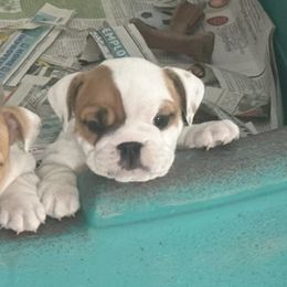 Bulldog Puppies from Anthony Manor Bulldogs