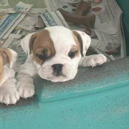 Bulldog Puppies from Anthony Manor Bulldogs