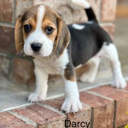 Darcy - Black tan and white female Beagle puppy in Mansfield, Missouri from Rippee Creek Kennel