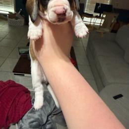 Male 1 - Piebald male Dachshund puppy in Houma, Louisiana from Portier’s Mini Dachshunds