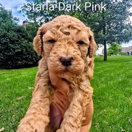 Starla - Red  female Goldendoodle puppy in Red Oak, Iowa from Fisher Pups-Stay Golden with a Doodle