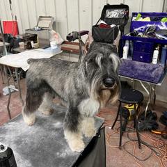 Winnie - Standard Schnauzer