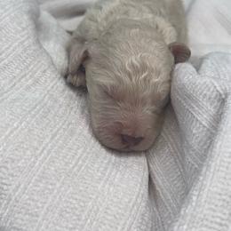 Biscotti - Cream male Poodle puppy in Grovetown, Georgia from PND Kennel