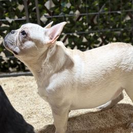 French Bulldog and Labrador Retriever Puppies from Desiree Ortiz's French Bull Dogs and Labrador Retrievers