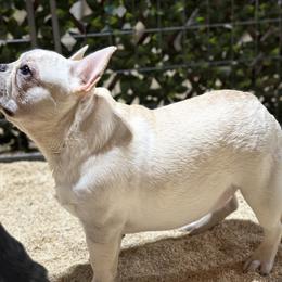 French Bulldog and Labrador Retriever Puppies from Desiree Ortiz's French Bull Dogs and Labrador Retrievers