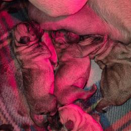 Boy 2 - Fawn male Pug puppy in Fitzwilliam, New Hampshire from Kayla's Pugs