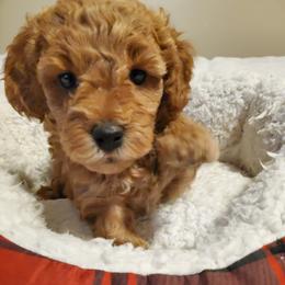 Sweetie - Brown female Maltipoo puppy in Mahwah, New Jersey from Awwws-n-Pawws