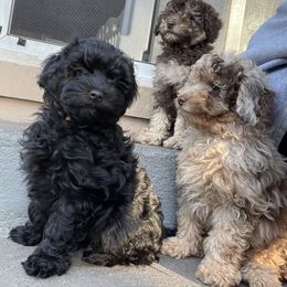 Aussiedoodle Puppies from Bay Area Aussiedoodles