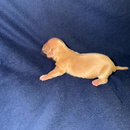 Sadie - Cream female Dachshund puppy in New Braunfels, Texas from Wurst Doxies