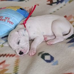 2nd pick - White and black male Dalmatian puppy in Austin, Texas from Skye Dalmatians