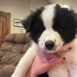 Rumble - Black and white male Border Collie puppy in Ripley, Oklahoma from Adventure5 Border Collies