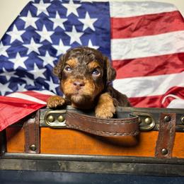 Macchiato (Mack) - Red phantom male Aussiedoodle puppy in Haleyville, Alabama from The Cuddly Dood Ranch