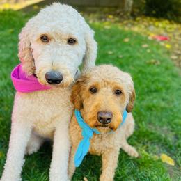 Jasmine - Labradoodle