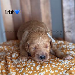 Irish - Apricot male Goldendoodle puppy in Lancaster, Minnesota from North Star Dog Training