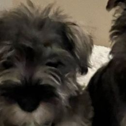 Cockapoos and Miniature Schnauzers from Maple’s Cockapoo's and Libby's Schnauzer Puppies