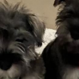 Cockapoos and Miniature Schnauzers from Maple’s Cockapoo's and Libby's Schnauzer Puppies