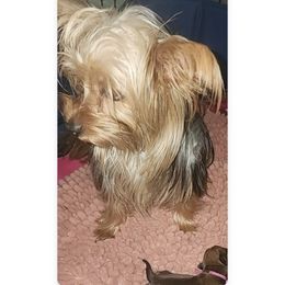 Skye - Companion Cross