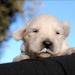 Golden Retriever Puppies from Fiddle In Gold Retrievers