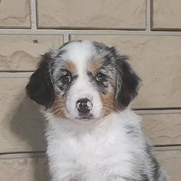 Miniature American Shepherd and Miniature Australian Shepherd Puppies from Buck-Run Puppies