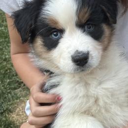Fi-Fi - Black tri-color female Australian Shepherd puppy in Croswell, Michigan from Hendra Family Aussies