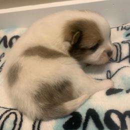 Sable Parti male - Chocolate parti male Pomeranian puppy in Gadsden, Alabama from Rich Cat’s