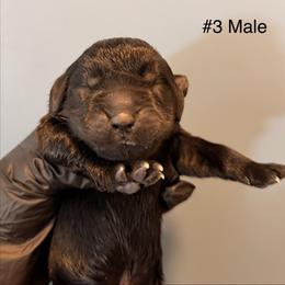 Three - Black male Newfoundland puppy in Tully, New York from Bear Paw Newfoundlands