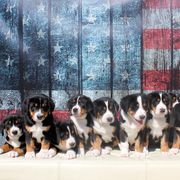 Greater Swiss Mountain Dog Puppies from Cherished Greater Swiss Mountain Dogs