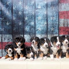 Greater Swiss Mountain Dog Puppies from Cherished Greater Swiss Mountain Dogs