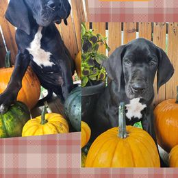 Linguinie - Black male Great Dane puppy in Bolivar, New York from Prophecy Danes