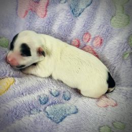 Havanese Puppies from Havanese Acres