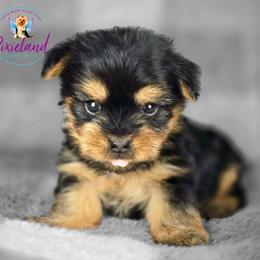 Ulani - Black and tan female Yorkshire Terrier puppy in Santa Clarita, California from Pixieland Yorkshire Terriers