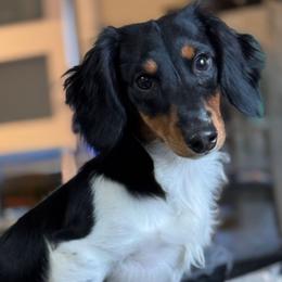 Peter - Dachshund